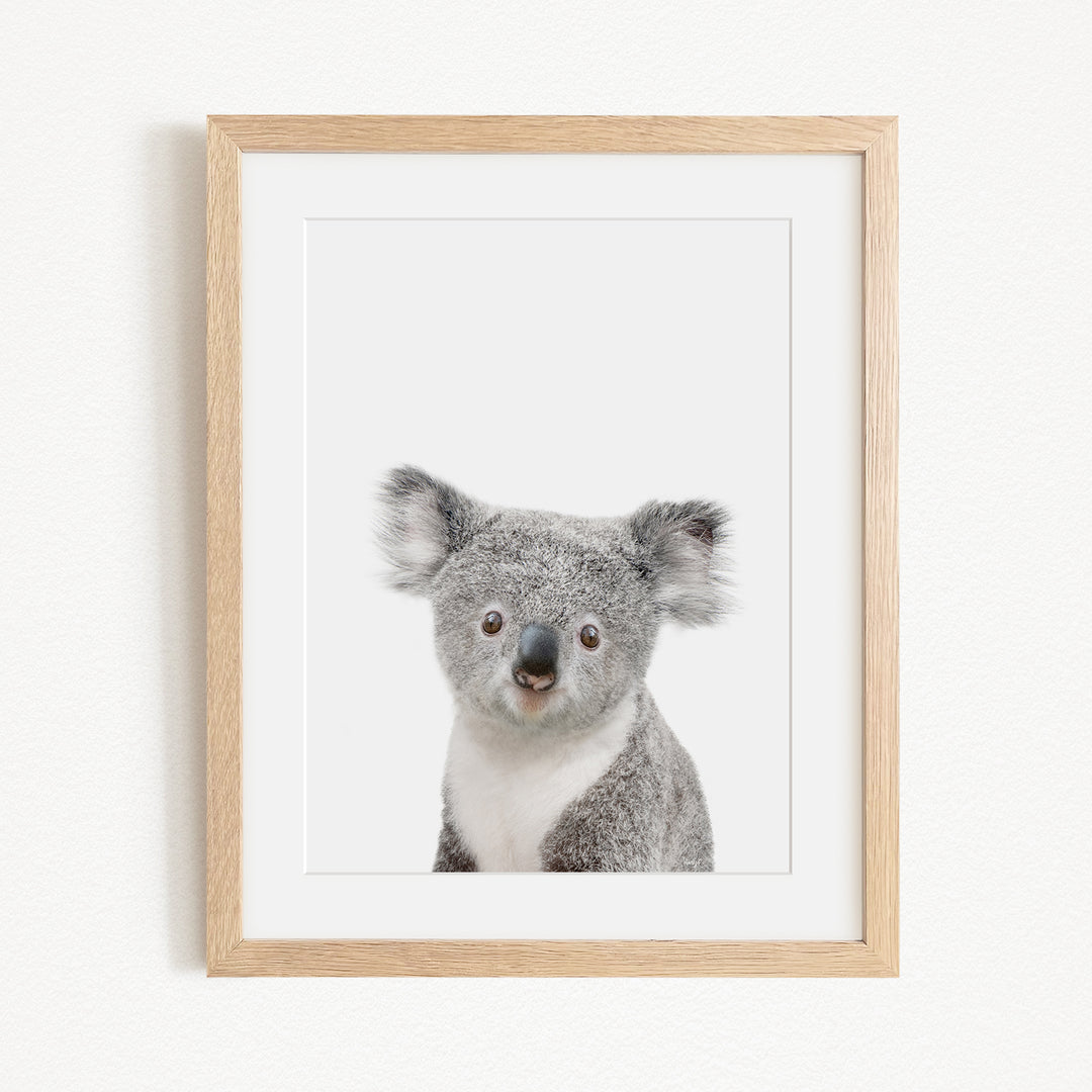 A framed photograph of a koala bear, with its distinctive gray fur and large eyes, is displayed on a white wall.