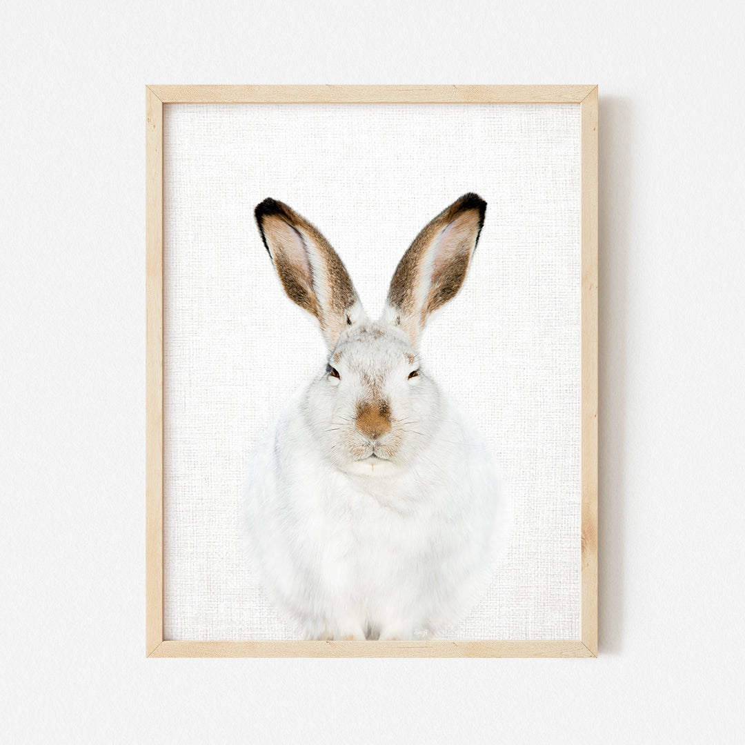 a picture of a white rabbit in a wooden frame