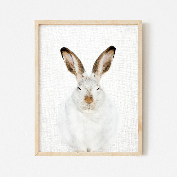 a picture of a white rabbit in a wooden frame