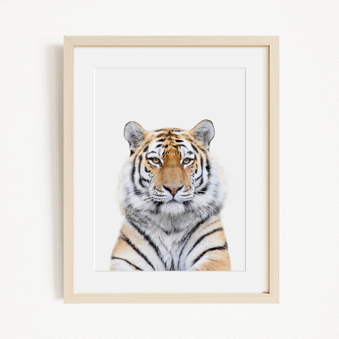 A framed photograph of a tiger's face, with its distinctive striped pattern and intense gaze.