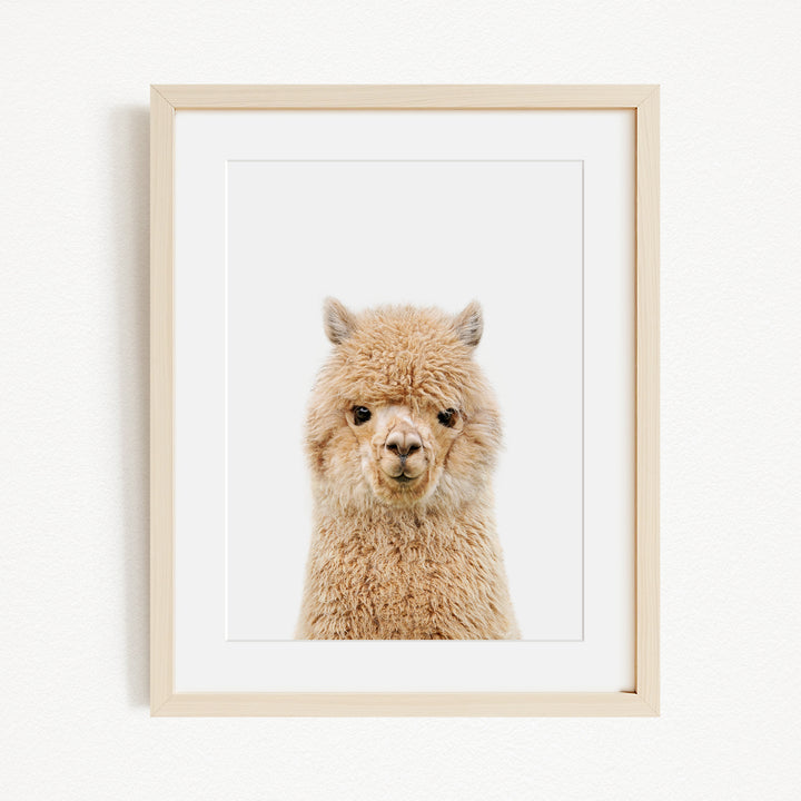 A framed image of a fluffy alpaca with its head turned towards the camera.