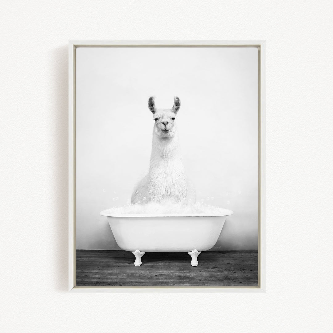 A white llama sitting in a white bathtub filled with bubbles.