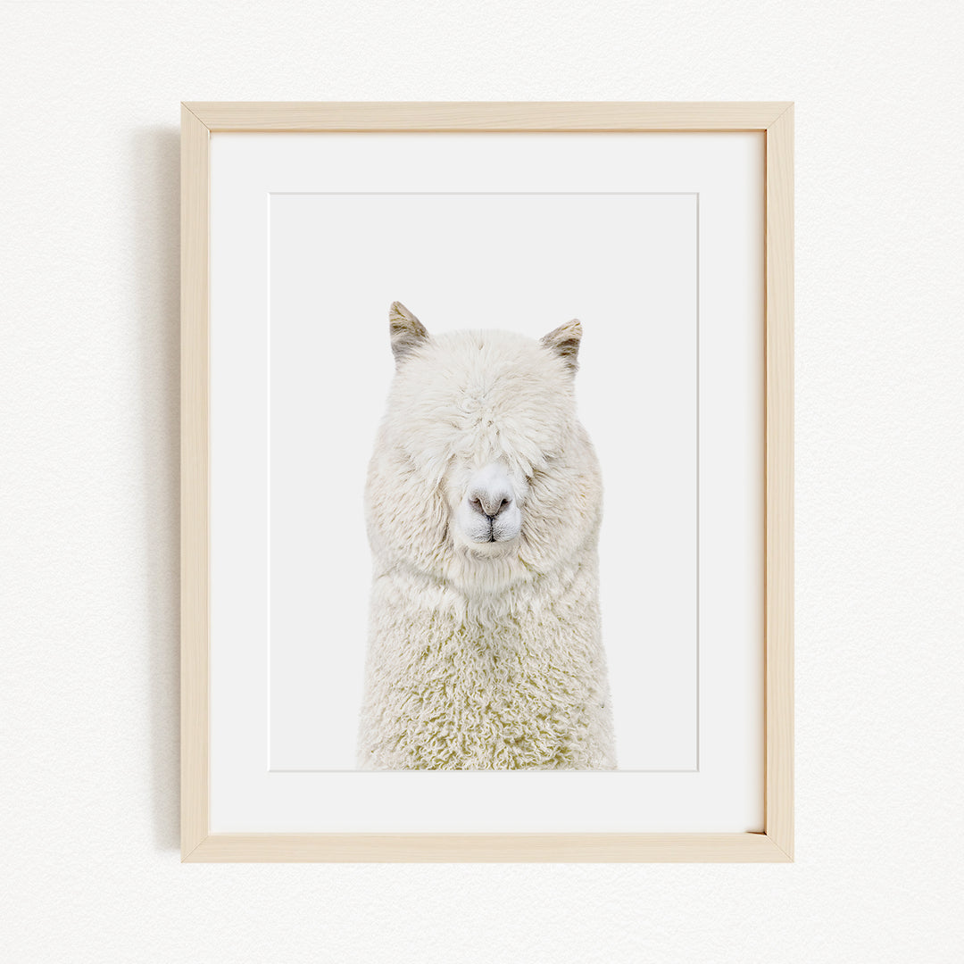 A framed image of a fluffy white alpaca with its eyes closed, creating a serene and peaceful scene.