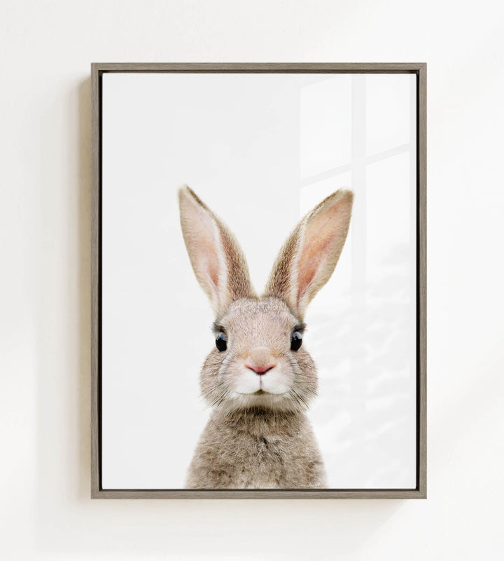 A close-up portrait of a rabbit with large ears and a pink nose, looking directly at the camera.