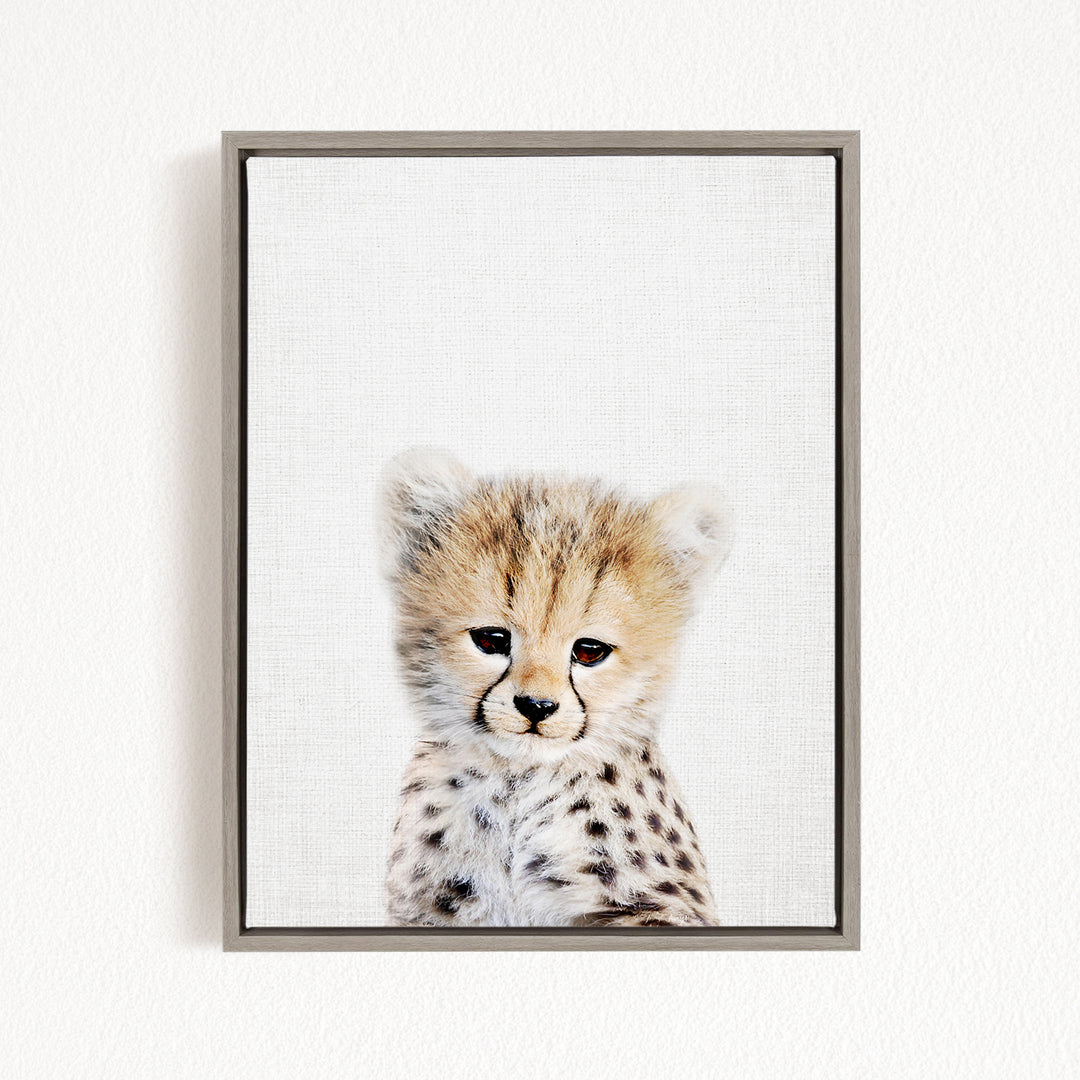 A young cheetah with a spotted coat gazes directly at the camera, its eyes wide open and alert.
