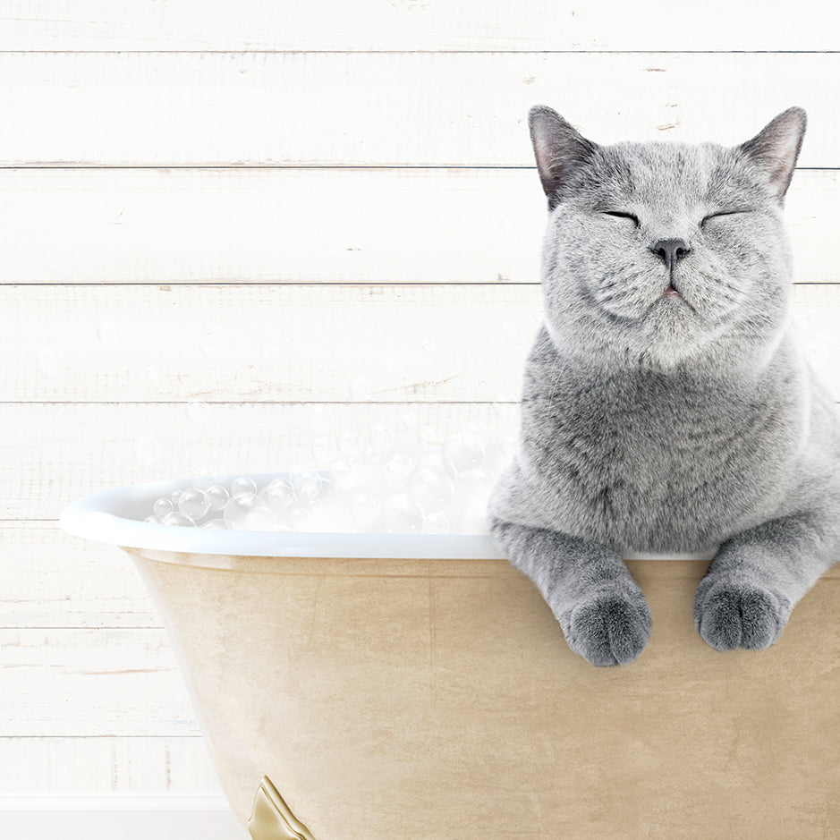 a gray cat sitting in a bathtub with bubbles