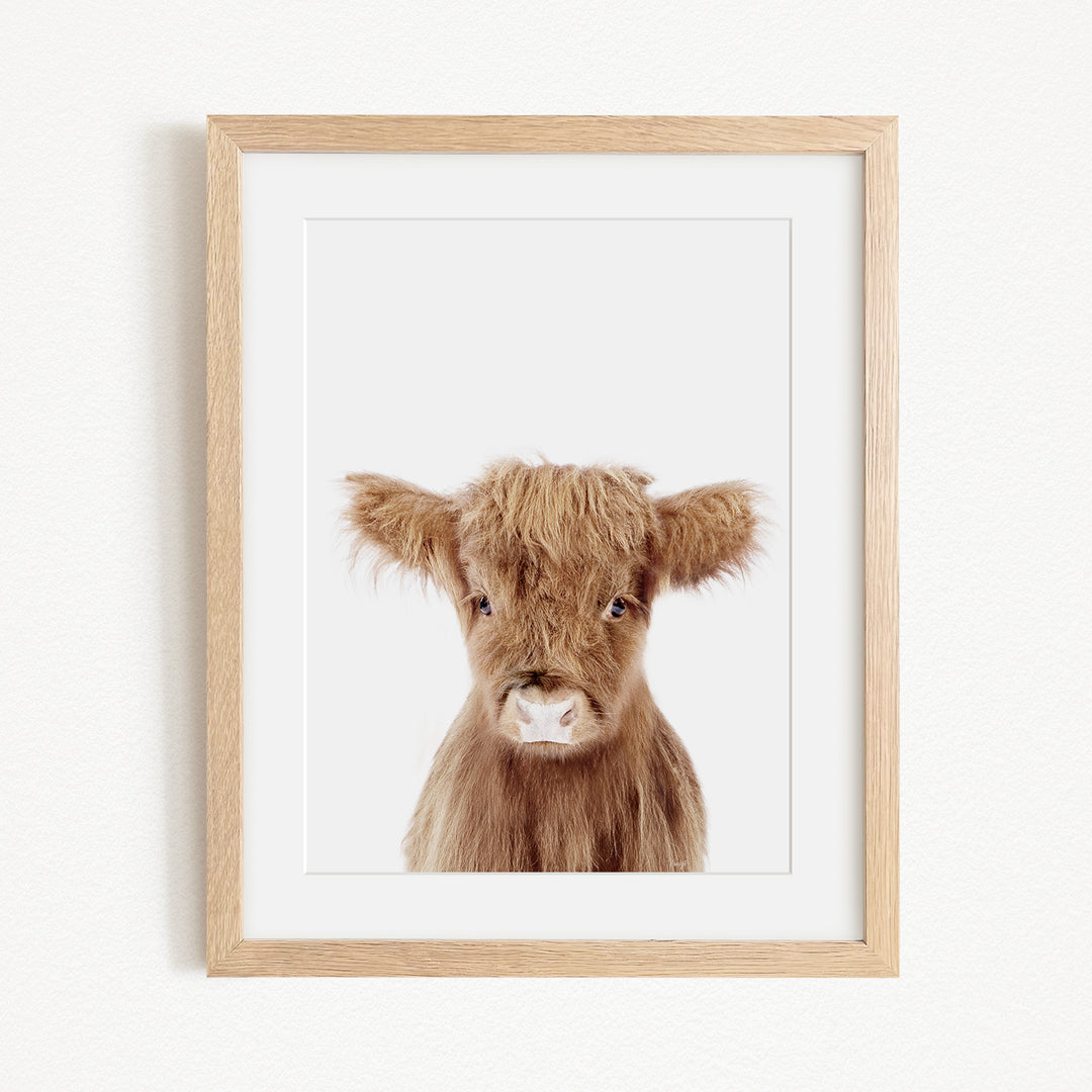A framed image of a brown cow with large ears, looking directly at the camera.