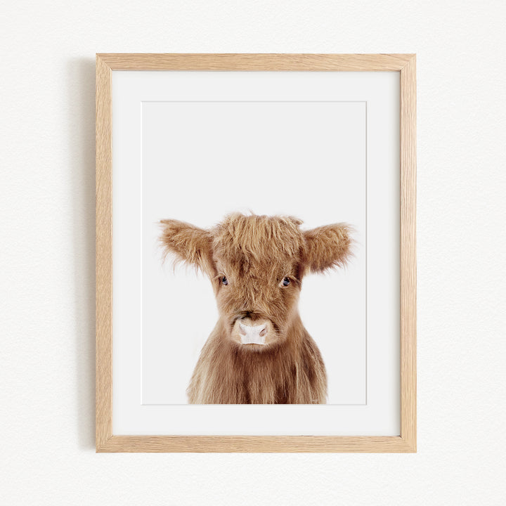 A framed image of a brown cow with large ears, looking directly at the camera.