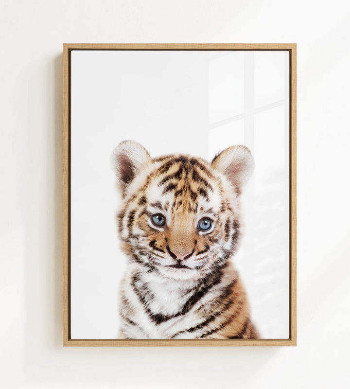 A young tiger cub with striking blue eyes and a captivating expression is the focal point of the framed image.