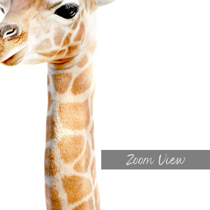 a close up of a giraffe with a white background