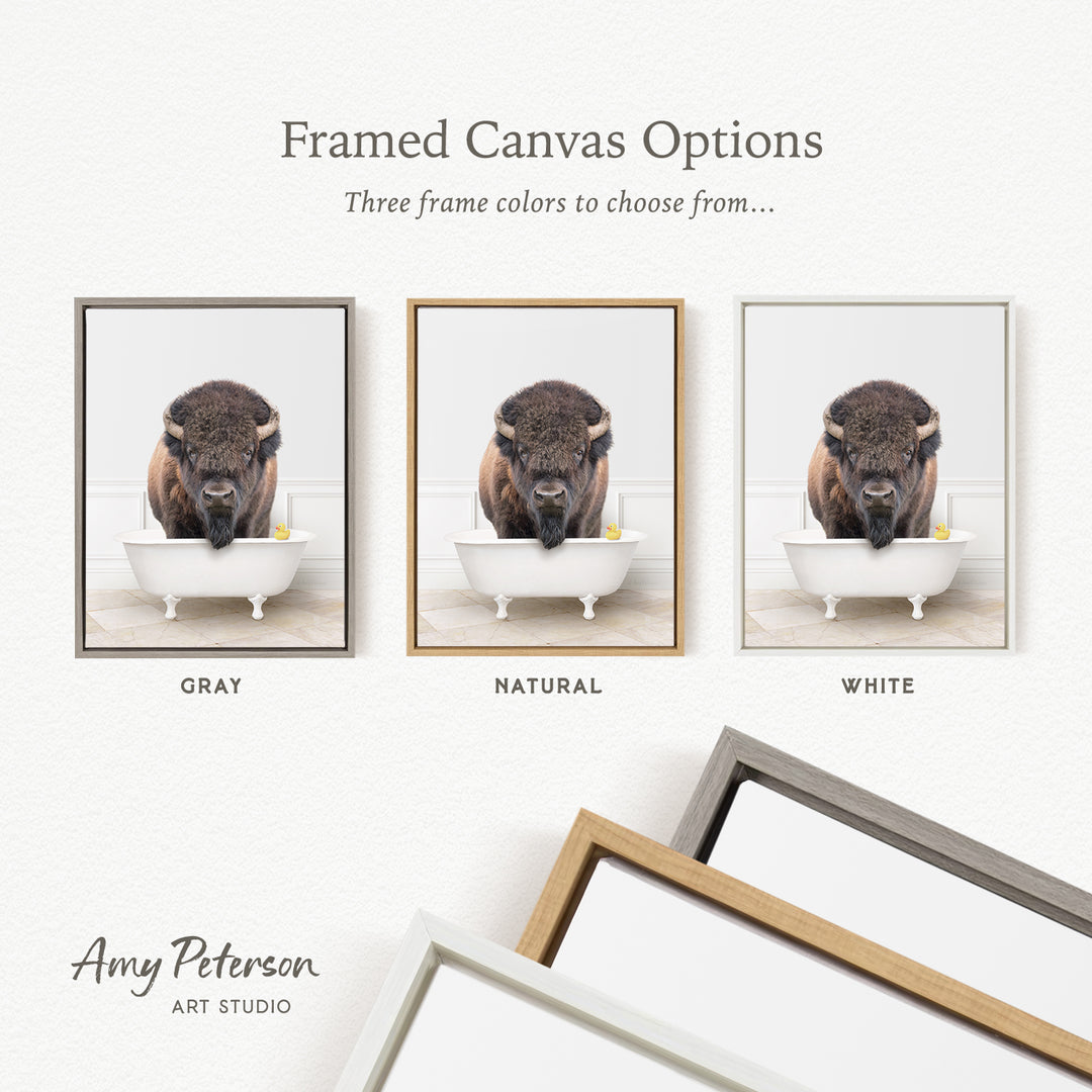 three framed canvas options, each featuring a photograph of a bison in a bathtub. The options include a gray frame, a natural frame, and a white frame.