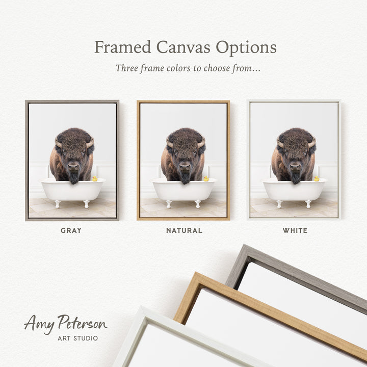 three framed canvas options, each featuring a photograph of a bison in a bathtub. The options include a gray frame, a natural frame, and a white frame.