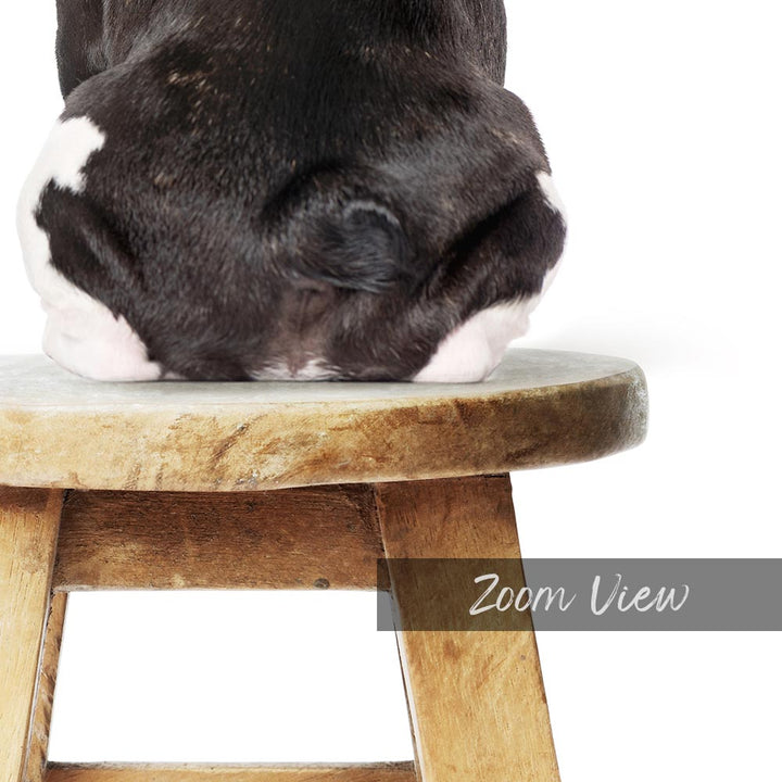 a black and white dog sitting on top of a wooden stool
