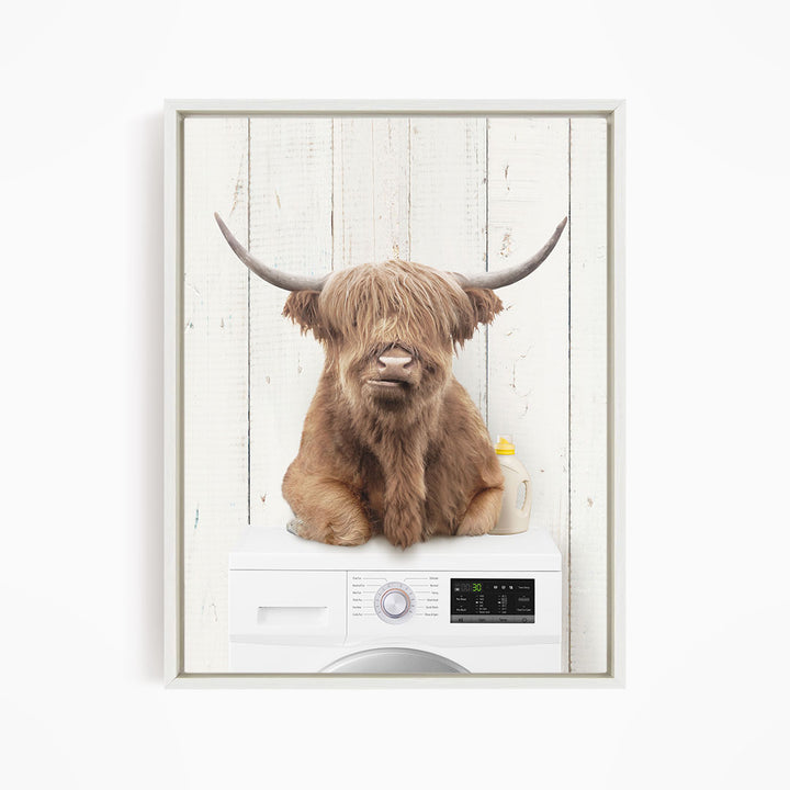 A Highland cow with shaggy fur and large horns is sitting on top of a white washing machine.