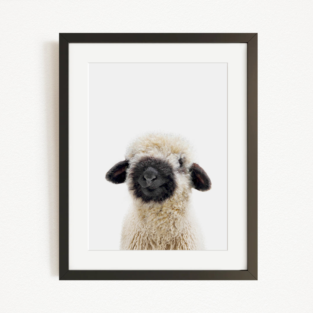 A framed photograph of a fluffy, white sheep with black markings on its face and ears.