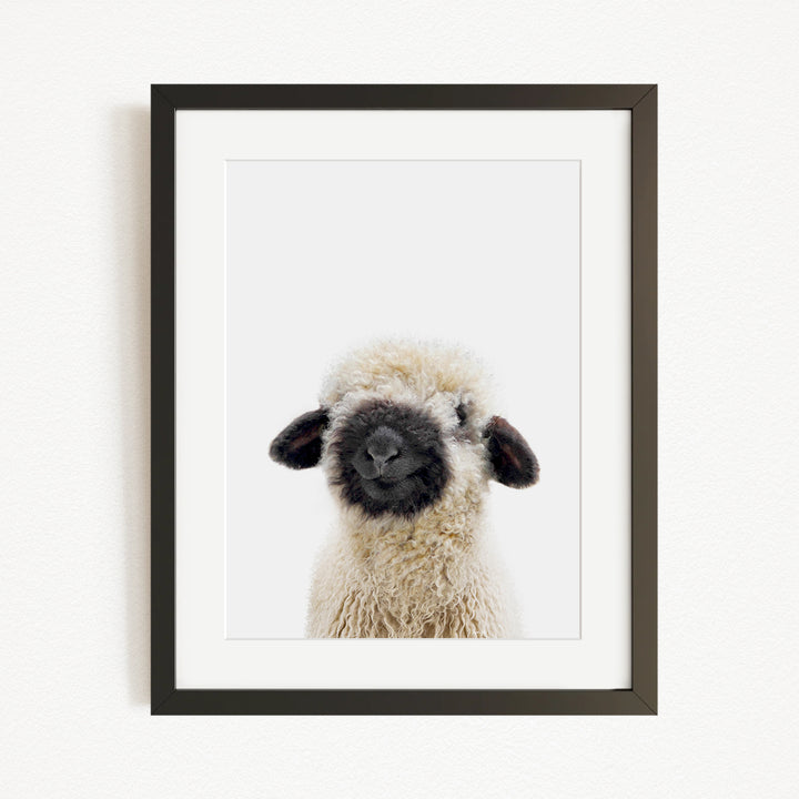 A framed photograph of a fluffy, white sheep with black markings on its face and ears.