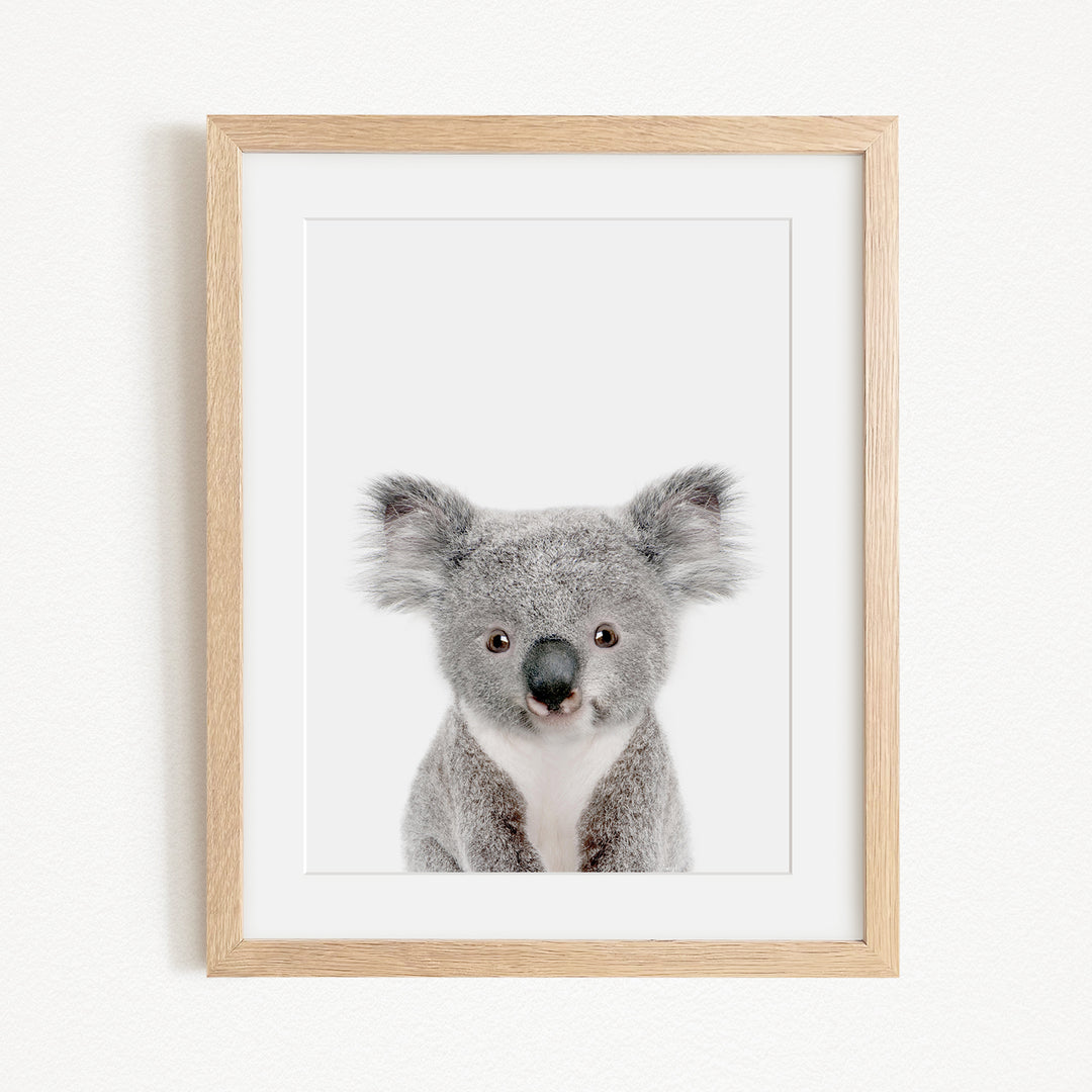 A framed photograph of a koala bear with a white background.