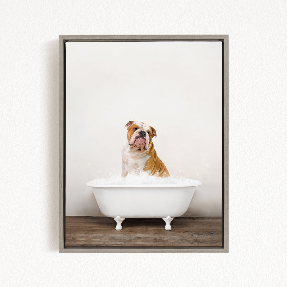 A brown and white bulldog sitting in a white bathtub filled with water, looking up at the camera.