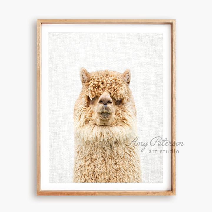 a close up of a llama's face with a white background