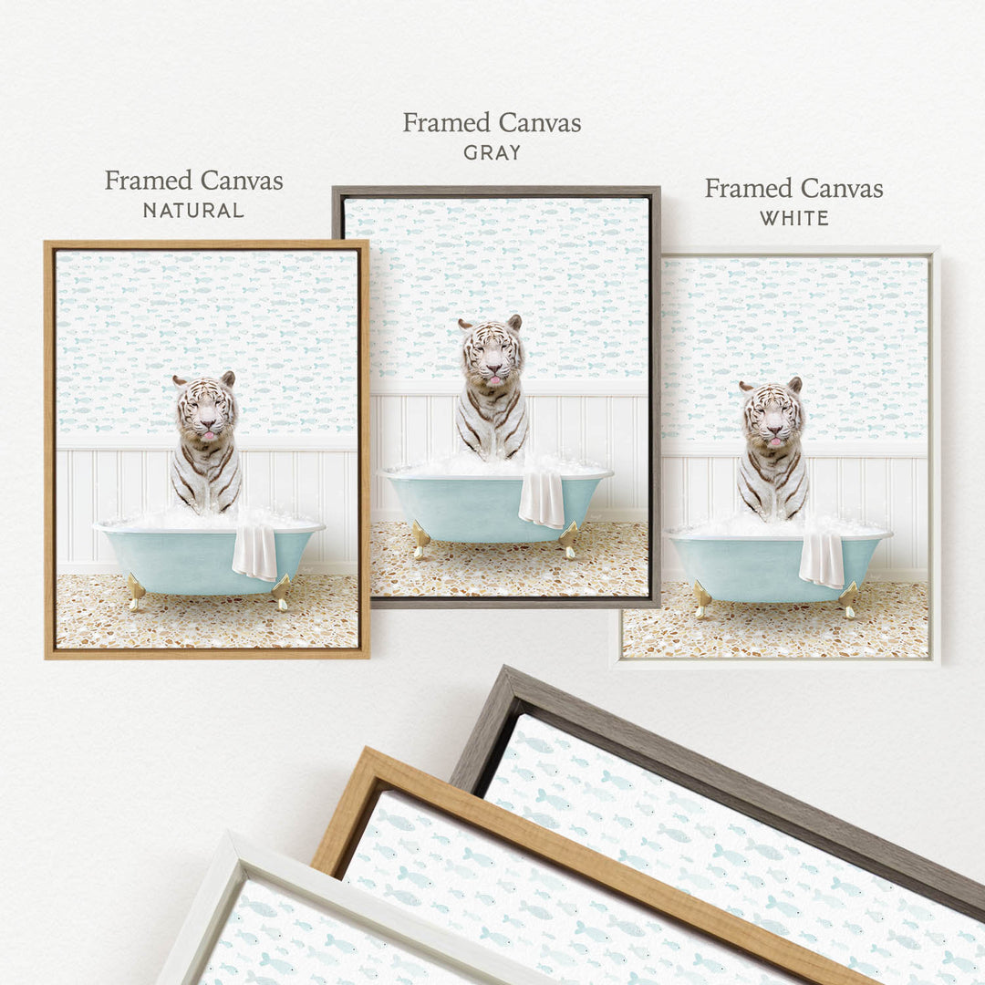 three framed pictures of a white tiger sitting in a bathtub, each with a different colored frame.