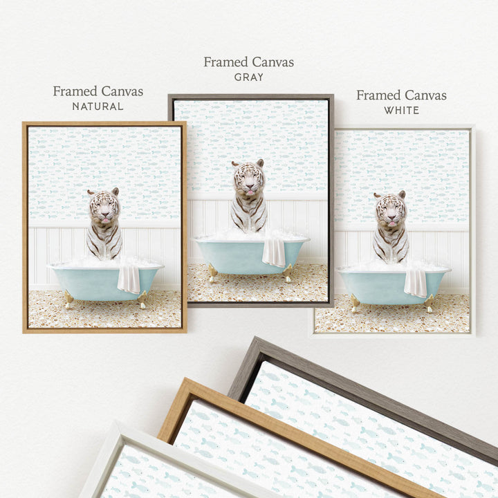 three framed pictures of a white tiger sitting in a bathtub, each with a different colored frame.