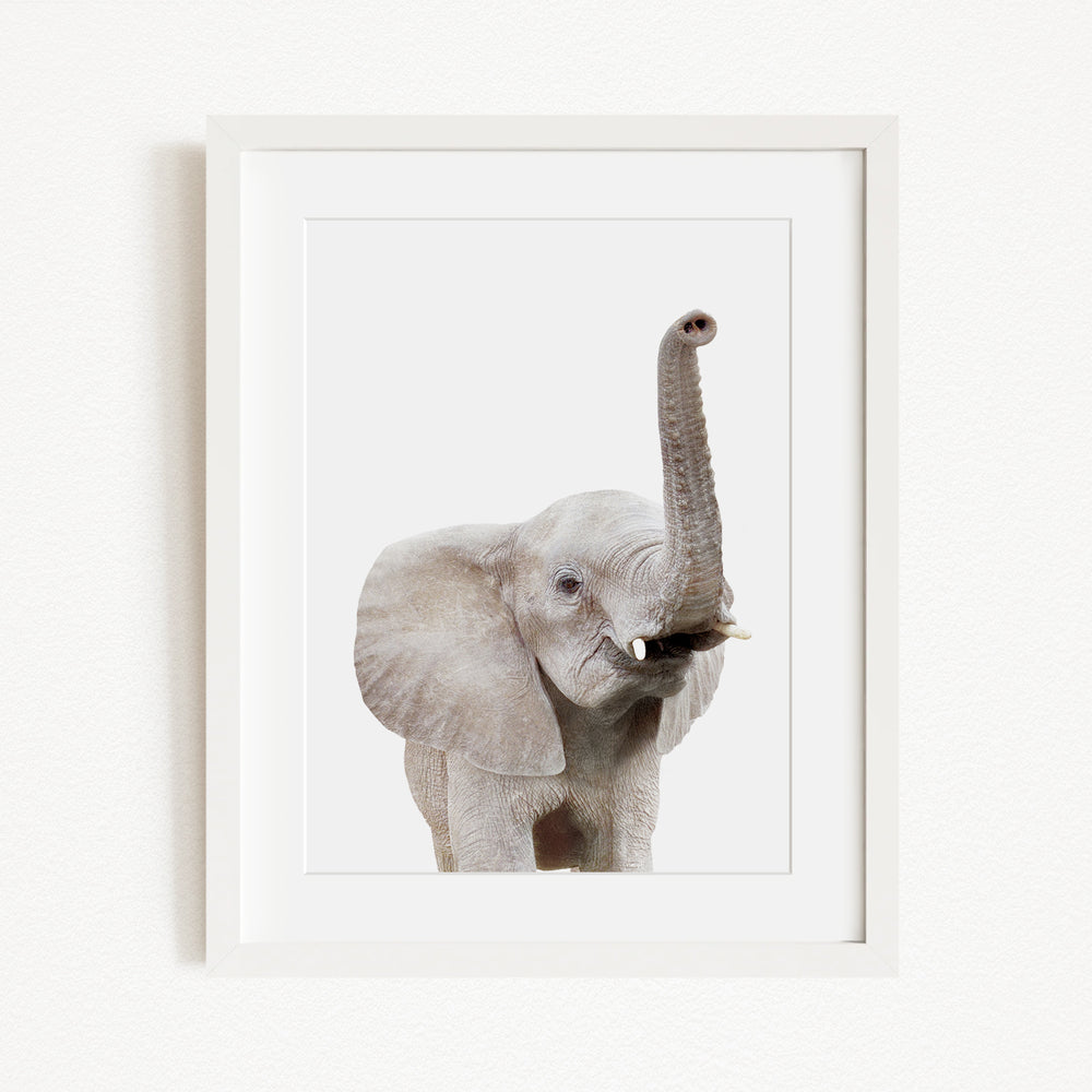 A framed photograph of a young elephant with its trunk raised, standing against a plain white background.
