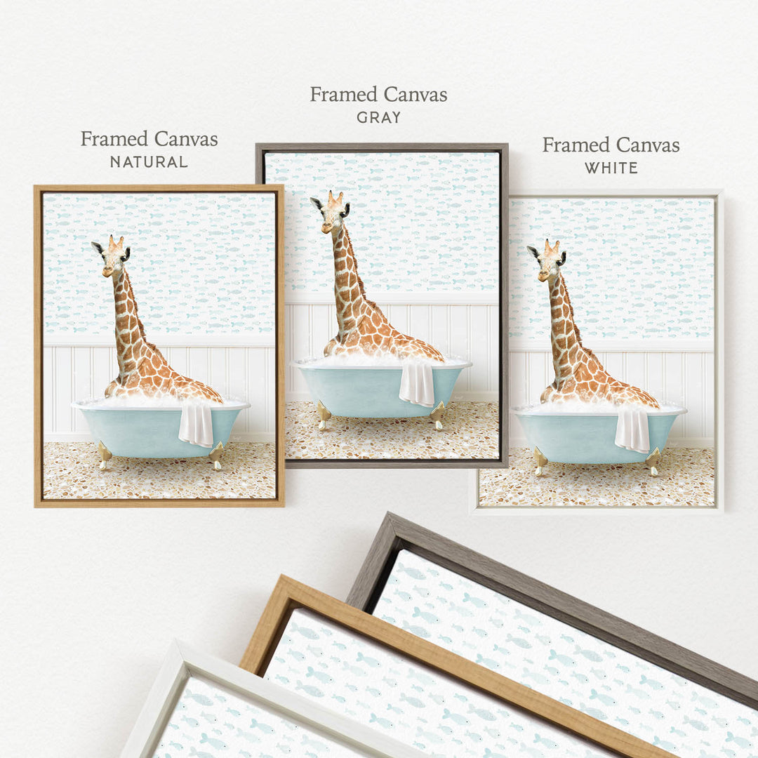 three framed pictures of a giraffe sitting in a bathtub, each with a different color frame.