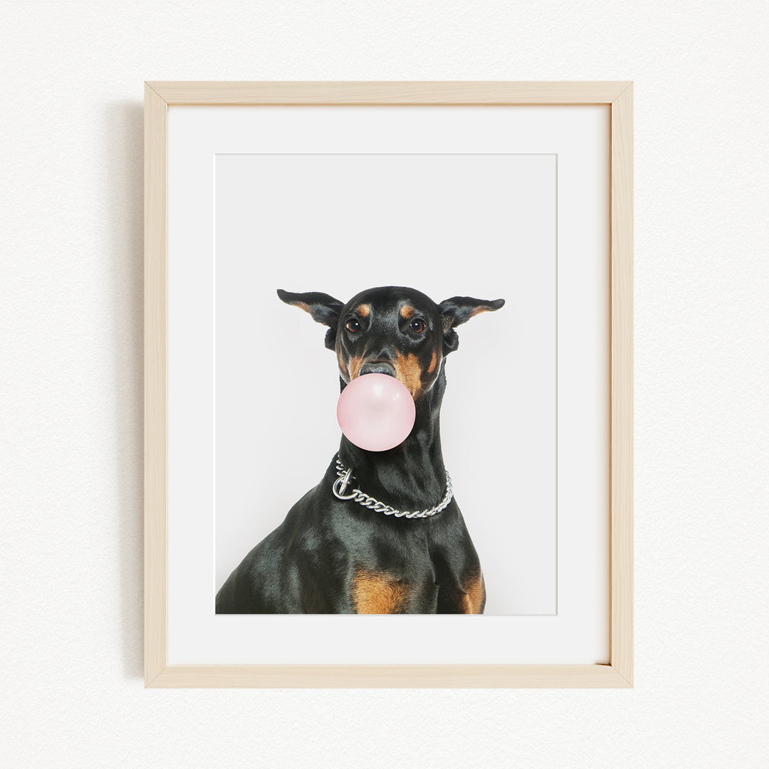 A black and tan dog is sitting on a white background, blowing a bubble with a pink bubble gum bubble.