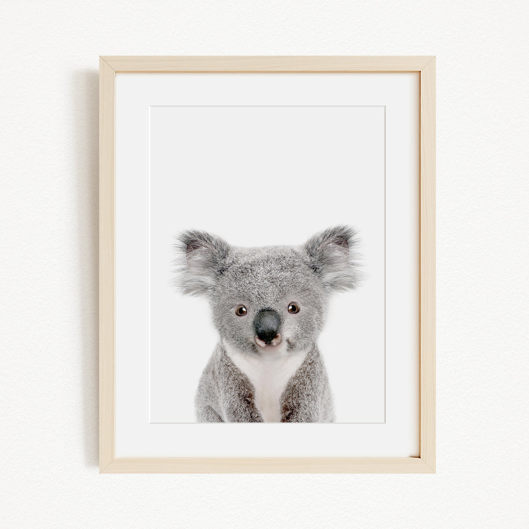 A framed photograph of a koala bear with a white background.