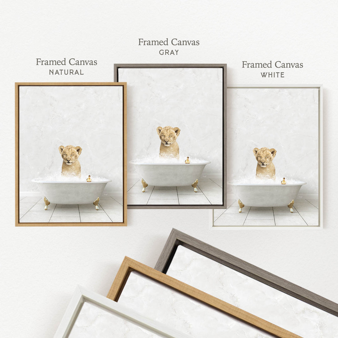 three framed pictures of a young lion cub sitting in a bathtub, each with a different colored frame.