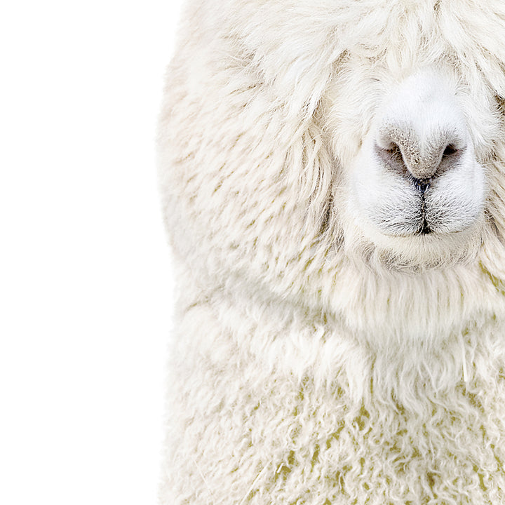 White Alpaca - Animal Portraits