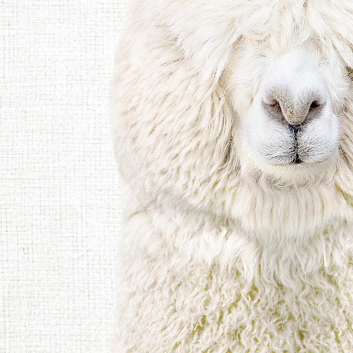 White Alpaca - Animal Portraits