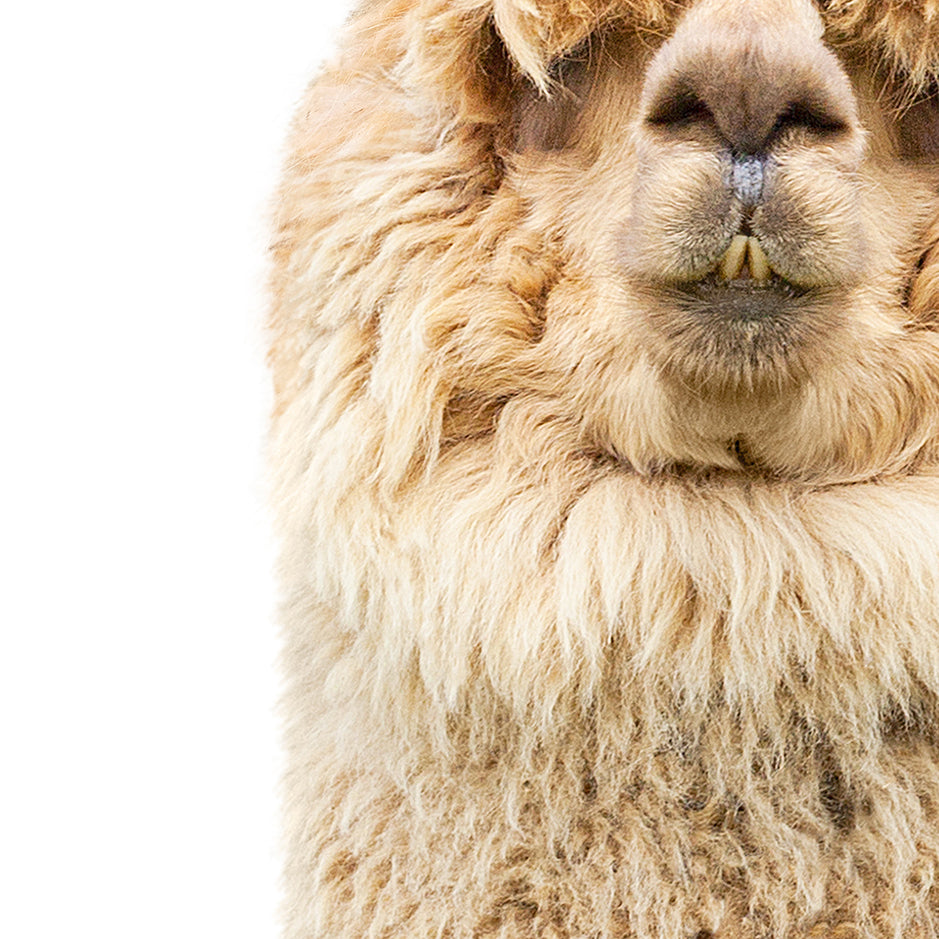 Gold Alpaca - Animal Portraits