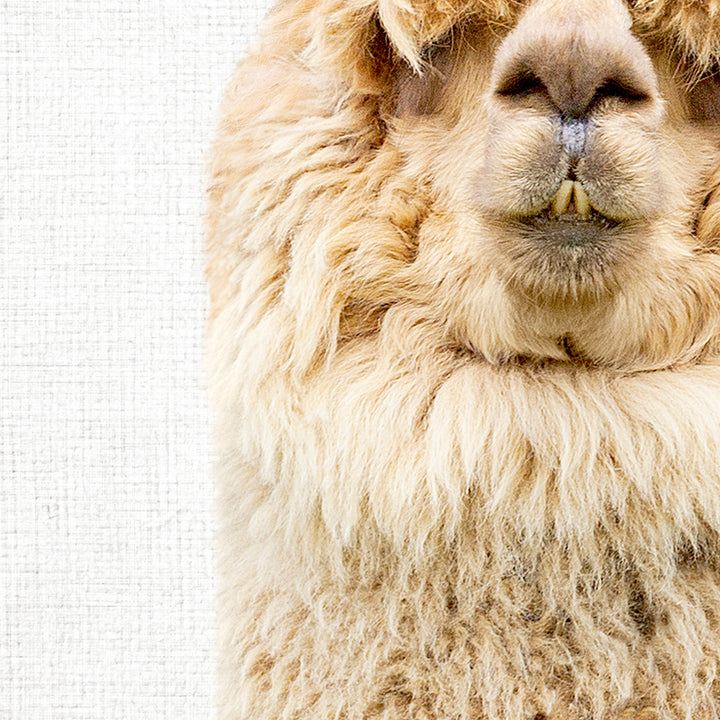 Gold Alpaca - Animal Portraits