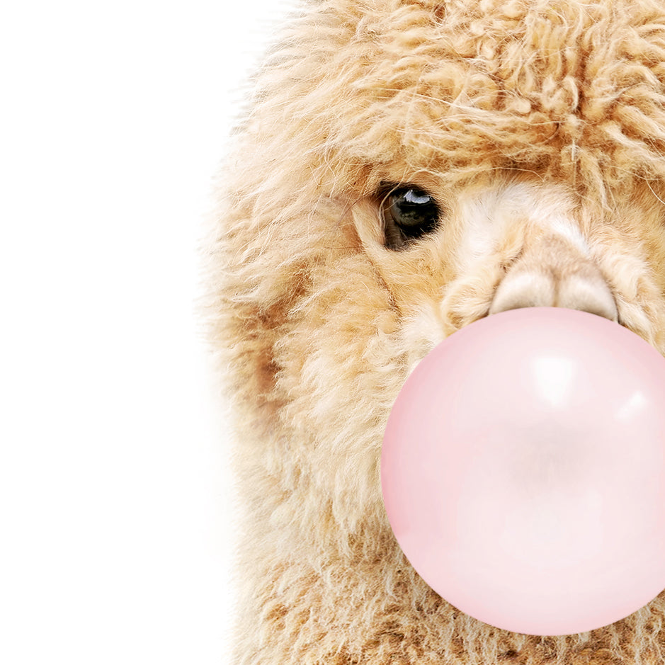 Baby Alpaca Blowing Pink Bubble Gum