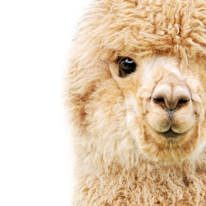 Baby Alpaca - Baby Animal Portrait