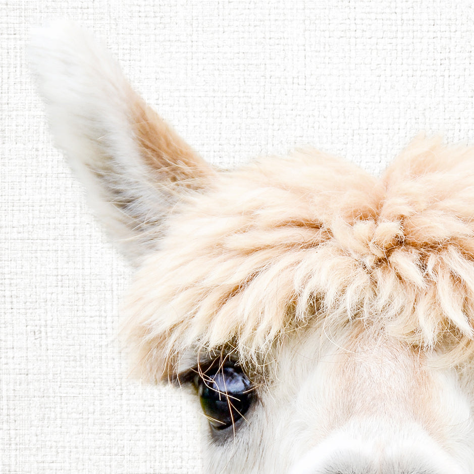 Alpaca Bangs - Animal Portraits