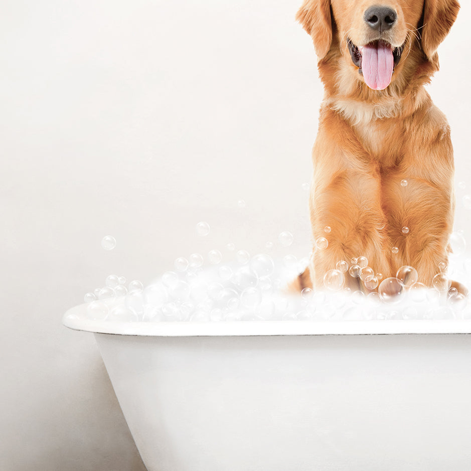 Amber Retriever in Rustic Bath Style