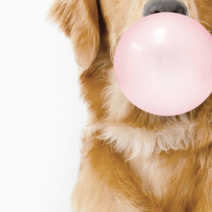 Amber Retriever Blowing Bubbles