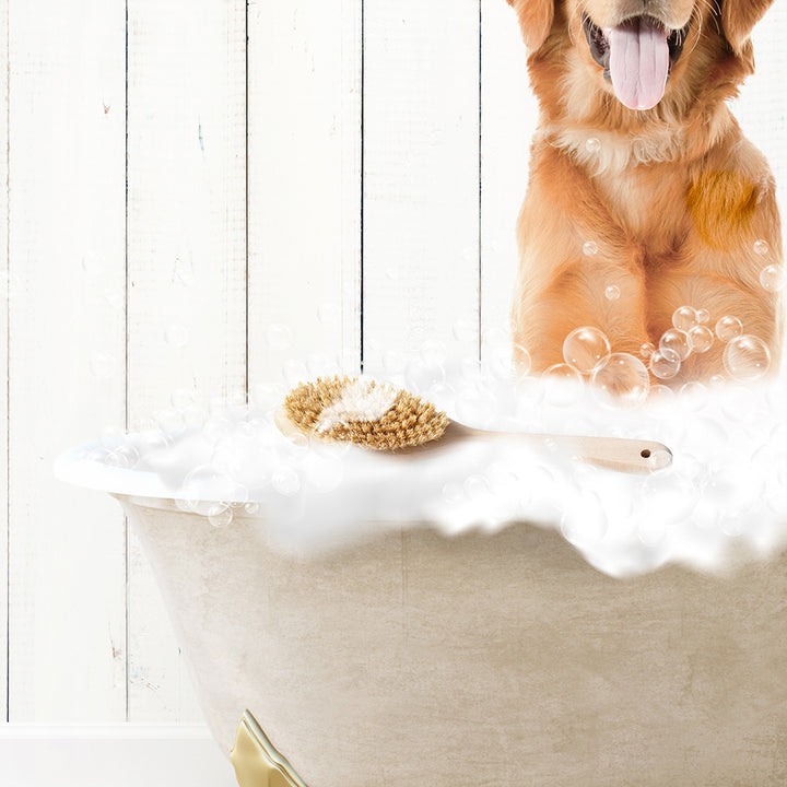 Amber Retriever in Farmhouse Hot Bath