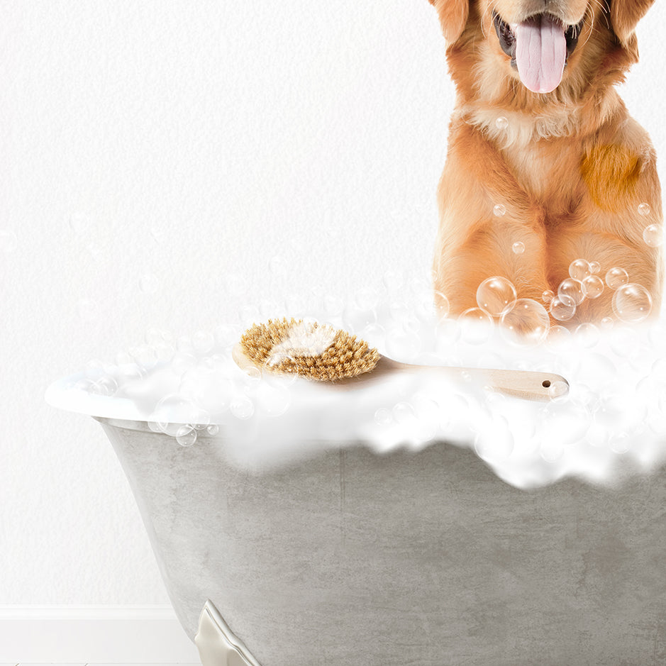 Amber Retriever Scrub A-Dub-Dub in Simple Gray Bath