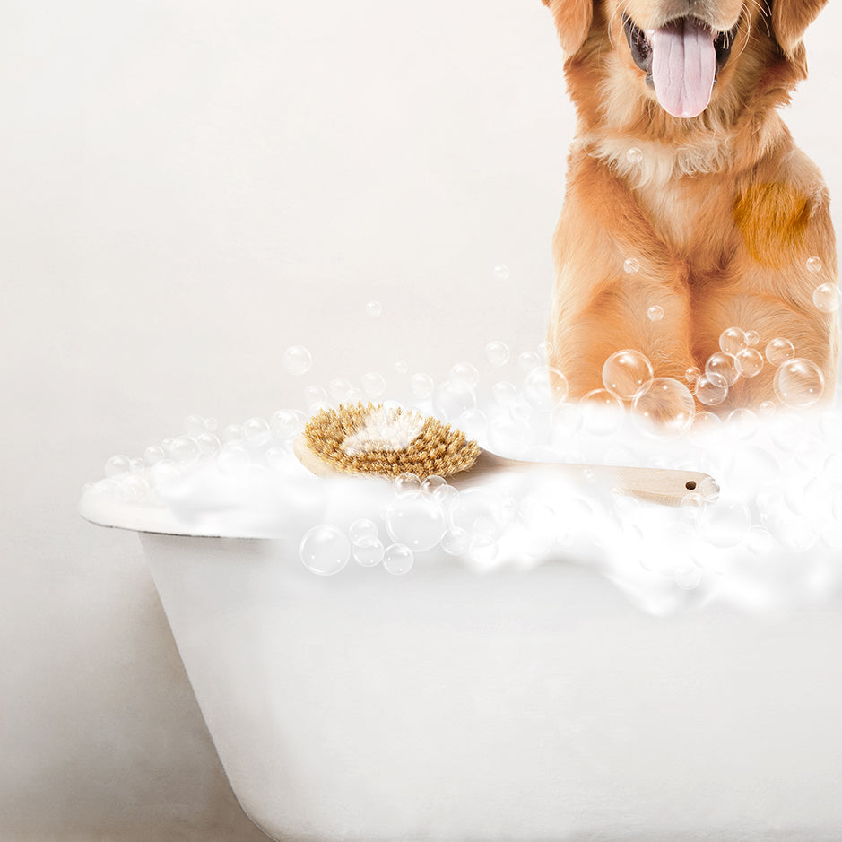 Amber Retriever in Rustic Bath Style Lots of Foamy Bubbles