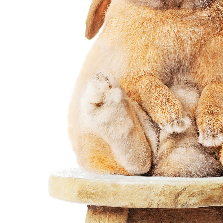 Pudgy Bunny on Stool - Animal Portrait