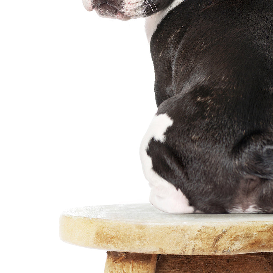 Boston Terrier Puppy on Stool - Animal Portrait