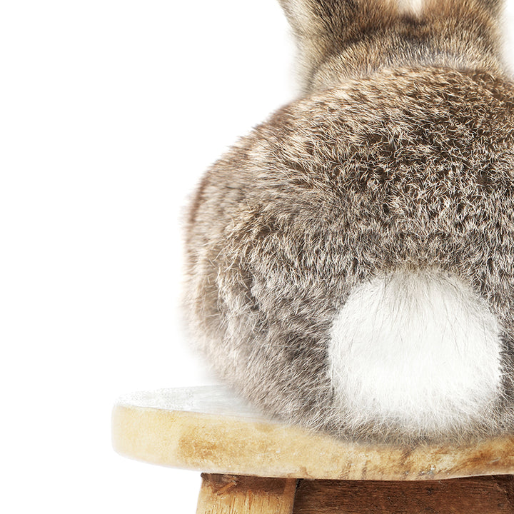 Bunny Tail on a Stool - Animal Portrait