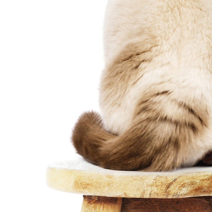 Cat Facing Backwards on Stool - Animal Portrait