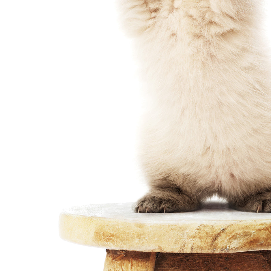 Cat Stretching on Stool - Animal Portrait