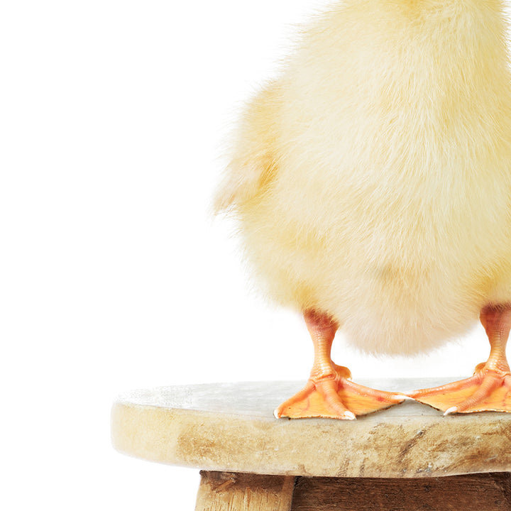 Yellow Duckling on Stool - Animal Portrait