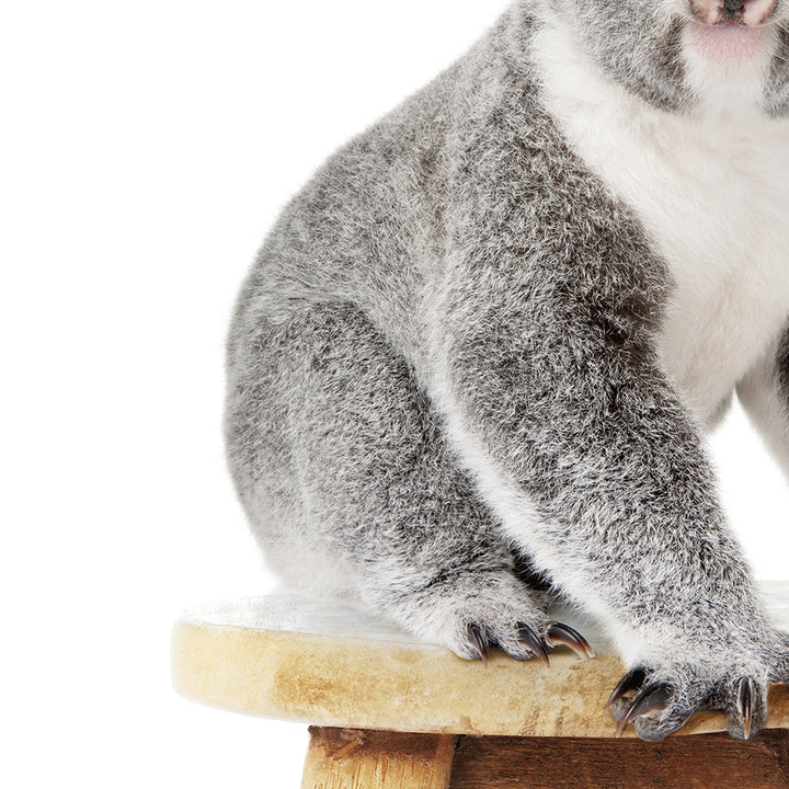 Koala Sitting on Stool - Animal Portrait