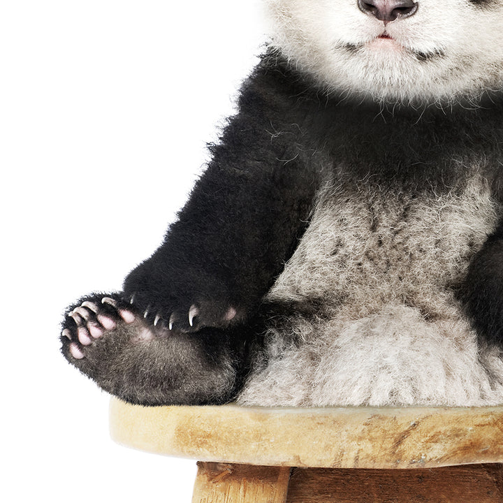 Baby Panda on Stool - Animal Portrait